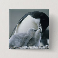 Pinguins-de-barbicha, Pygoscelis antarctica),