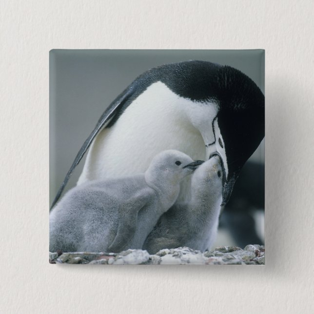 Bóton Quadrado 5.08cm Pinguins-de-barbicha, Pygoscelis antarctica), (Frente)