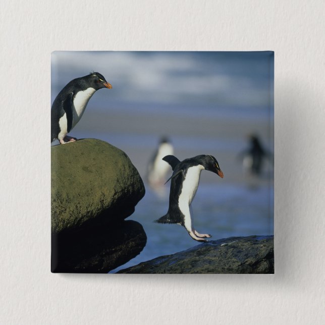 Bóton Quadrado 5.08cm Pinguins-de-crista, Eudyptes chrysocome), (Frente)