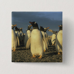 Bóton Quadrado 5.08cm Pinguins-de-gentoo, (Pygoscelis papua), Ilhas Falk