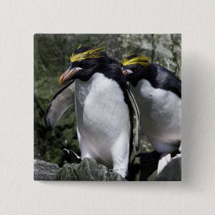 Bóton Quadrado 5.08cm Pinguins do macarrão, Geórgia sul