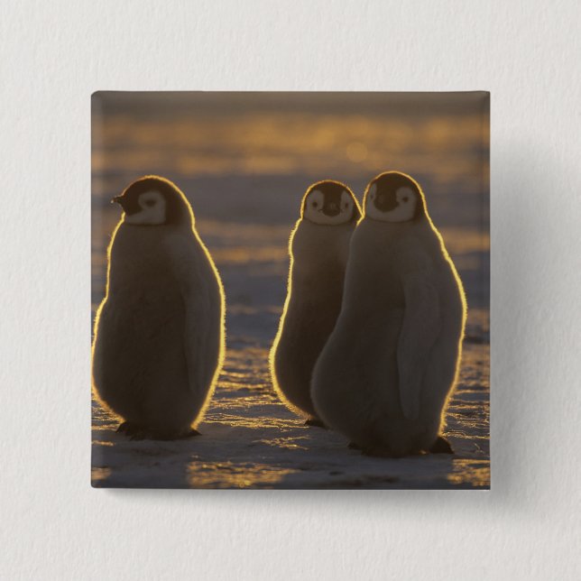 Bóton Quadrado 5.08cm Pinguins-imperadores (Frente)