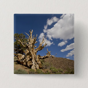 Bóton Quadrado 5.08cm Pinheiro Bristlecone na Floresta Antiga Bristlecon
