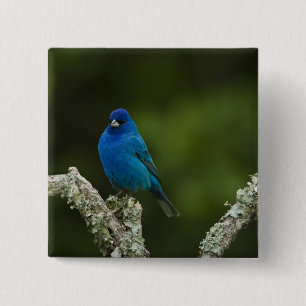 Bóton Quadrado 5.08cm Pintassilgo Índigo, Passerina cyanea, Costeiro