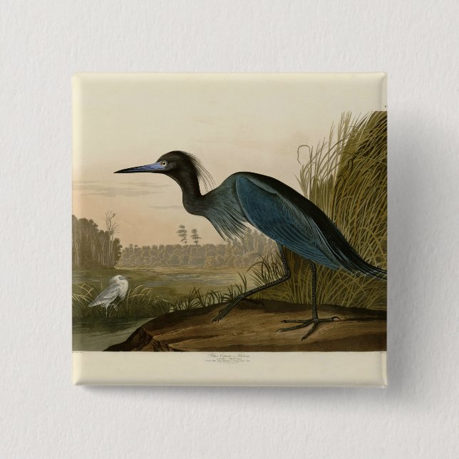 Bóton Quadrado 5.08cm Pintura de Heron Audubon com Crane Azul (Frente)