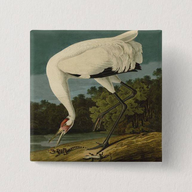 Bóton Quadrado 5.08cm Pintura de pássaros Audubon Crane Whoping (Frente)