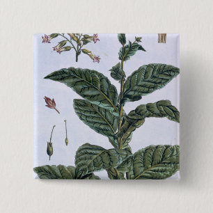 Bóton Quadrado 5.08cm Planta de tabaco, placa 7, 'da coleção Precieuse