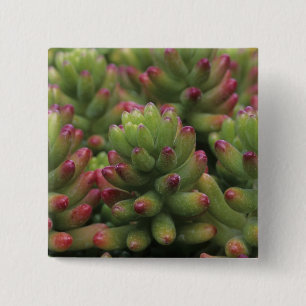 Bóton Quadrado 5.08cm planta Sedum, Museu do Deserto de Arizona-Sonora,