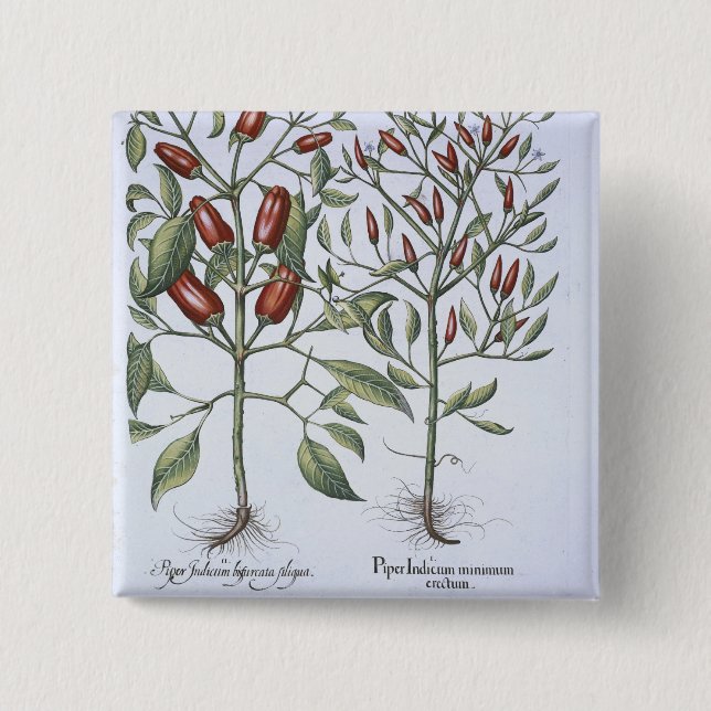Bóton Quadrado 5.08cm Plantas da pimenta, 'do Hortus Eystettensi (Frente)