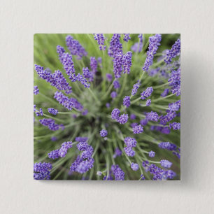 Bóton Quadrado 5.08cm Plantas de lavanda
