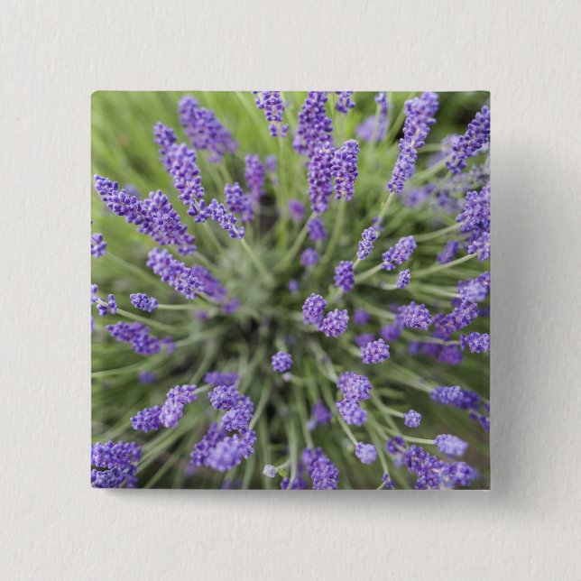 Bóton Quadrado 5.08cm Plantas de lavanda (Frente)