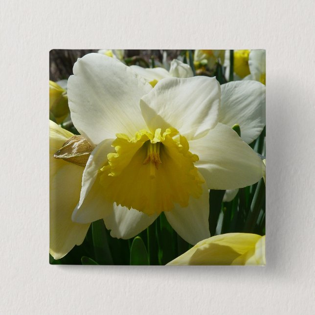 Bóton Quadrado 5.08cm Primavera Floral de Daffodilo Amarelo e Branco (Frente)