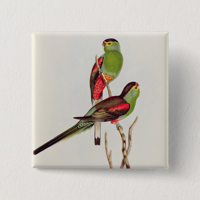 Bóton Quadrado 5.08cm Psephotus Pulcherrimus (Frente)