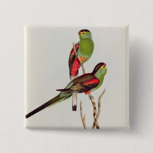 Bóton Quadrado 5.08cm Psephotus Pulcherrimus