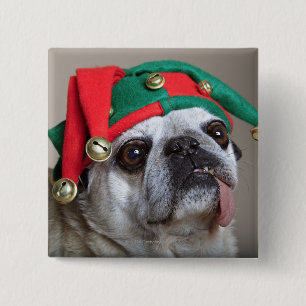 Bóton Quadrado 5.08cm Pug de vista engraçado com a língua que pendura