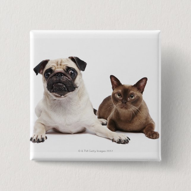 Bóton Quadrado 5.08cm Pug e gato birmanês (Frente)