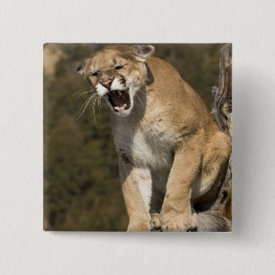 Bóton Quadrado 5.08cm Puma ou leão de montanha, puma concolor, Captive -