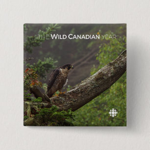 Bóton Quadrado 5.08cm Queda - Falcão Peregrino