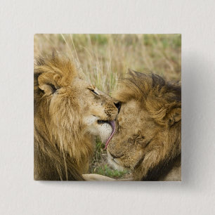 Bóton Quadrado 5.08cm Quênia, Masai Mara