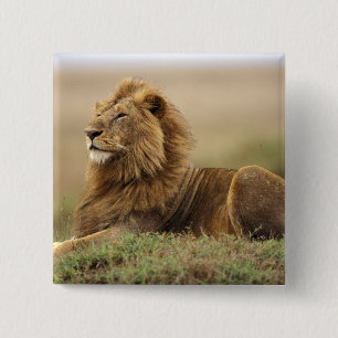 Bóton Quadrado 5.08cm Quênia, Masai Mara Leão macho