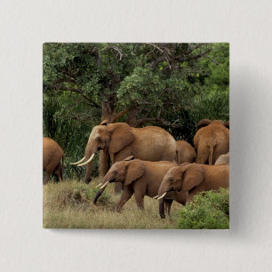 Bóton Quadrado 5.08cm Quênia: Parque Nacional de Tsavo East, rebanho afr
