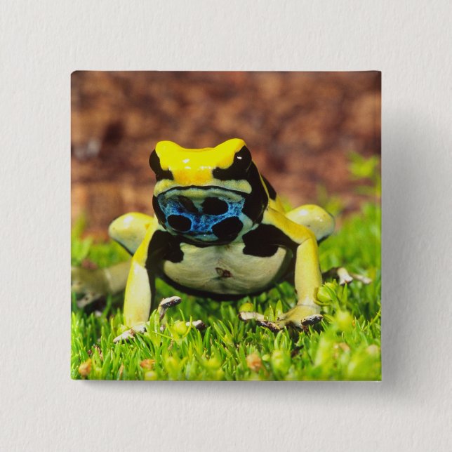 Bóton Quadrado 5.08cm Rã-venenosa, Dendrobates tinctorius, (Frente)