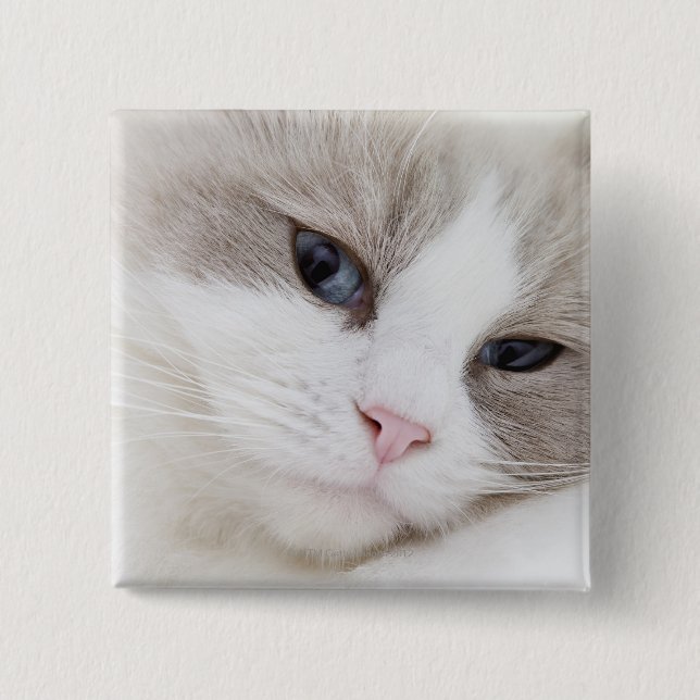 Bóton Quadrado 5.08cm Ragdoll cat (Frente)