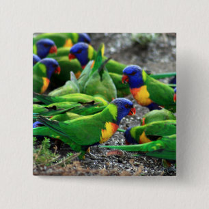 Bóton Quadrado 5.08cm Rainbow Lorikeets australiano
