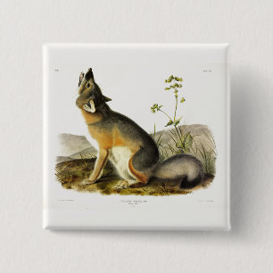 Bóton Quadrado 5.08cm Raposa Swift (Vulpes Velox) dos Quadrupeds de Audu