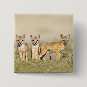 Bóton Quadrado 5.08cm Raposa Veloz (Vulpes macrotis) jovem na toca da co