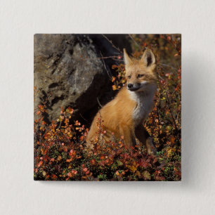 Bóton Quadrado 5.08cm raposa-vermelha, Vulpes vulpes