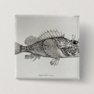 Bóton Quadrado 5.08cm Rascasso