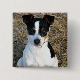 Bóton Quadrado 5.08cm Rat Terrier