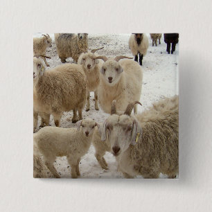 Bóton Quadrado 5.08cm Rebanho das cabras