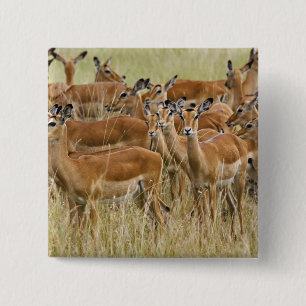 Bóton Quadrado 5.08cm Rebanho de impalas fêmeas, Masai Mara, Quênia.