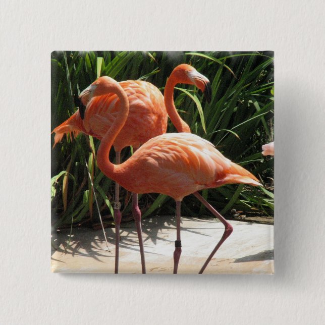 Bóton Quadrado 5.08cm Rebanho do Pin quadrado dos flamingos (Frente)
