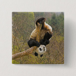 Bóton Quadrado 5.08cm Reserva da panda de Wolong, China, 2 1/2 ano