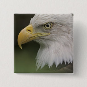 Bóton Quadrado 5.08cm Retrato de Águia Americana Adulta, Haliaeetus