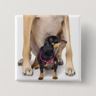 Bóton Quadrado 5.08cm Retrato de great dane e do Dachshund