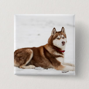 Bóton Quadrado 5.08cm Retrato de Husky Siberiano