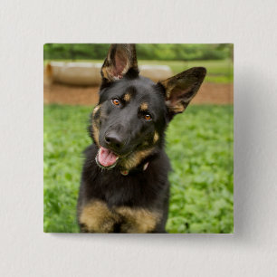Bóton Quadrado 5.08cm Retrato de um German shepherd