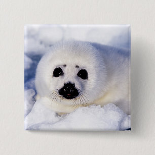 Bóton Quadrado 5.08cm Retrato de uma Pup Harp Seal
