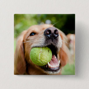 Bóton Quadrado 5.08cm Retriever De Ouro Com Bola De Tênis