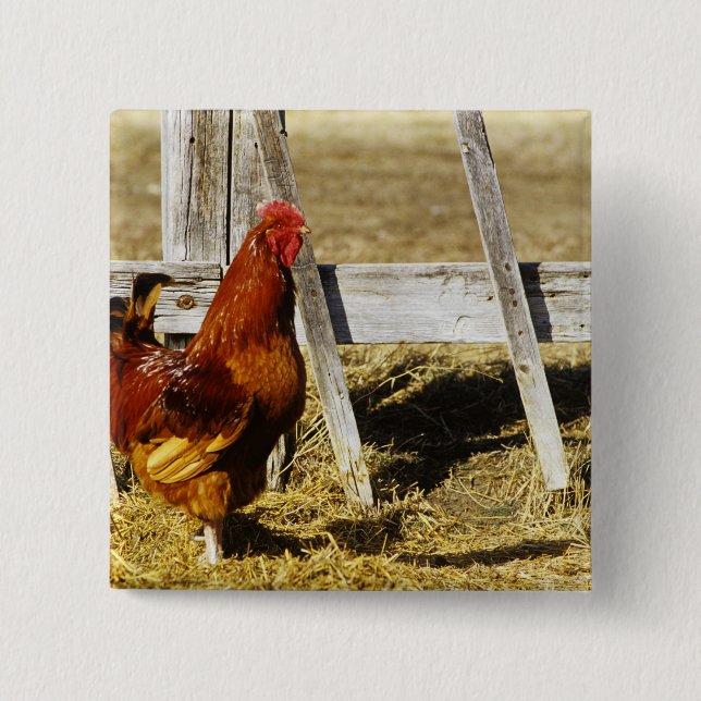 Bóton Quadrado 5.08cm Rhode Island Red Rooster (Frente)