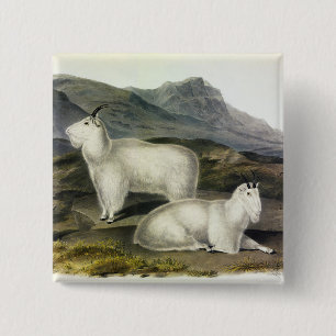 Bóton Quadrado 5.08cm Rocky Mountain Goat (Americana de Capra por Audubo