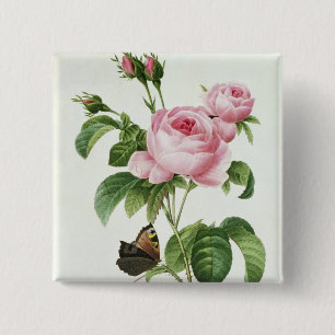 Bóton Quadrado 5.08cm Rosa Centifolia