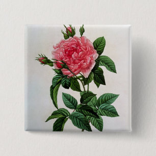 Bóton Quadrado 5.08cm Rosa Gallica Regallis