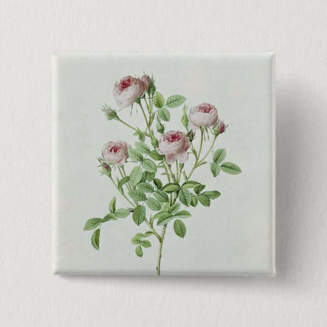 Bóton Quadrado 5.08cm Rosa Pomponia, 'dos rosas de Les (Frente)
