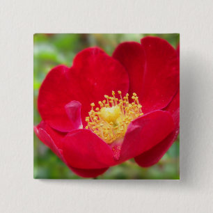 Bóton Quadrado 5.08cm Rosas São Botão Vermelho