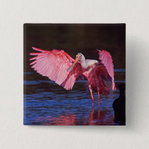 Bóton Quadrado 5.08cm Roseate Spoonbill (Ajaia ajaja) com Cormorant